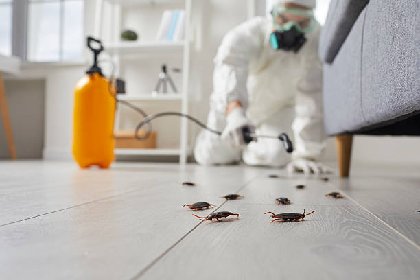 Affordable Termite Control solutions in New Deal, TX